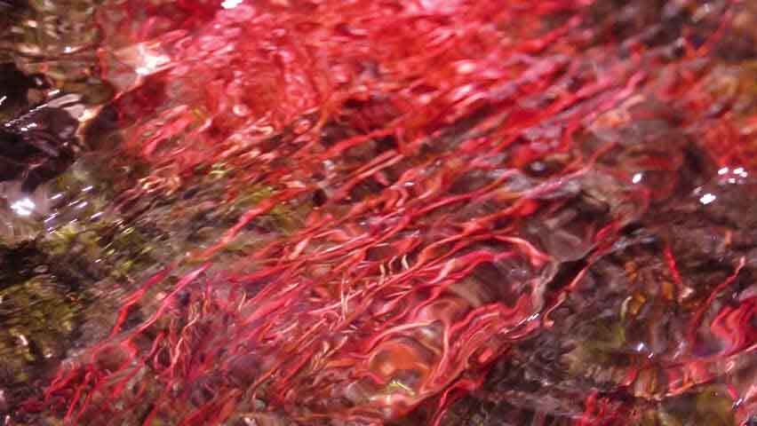 Carrageenan (Red Seaweed) and gut health