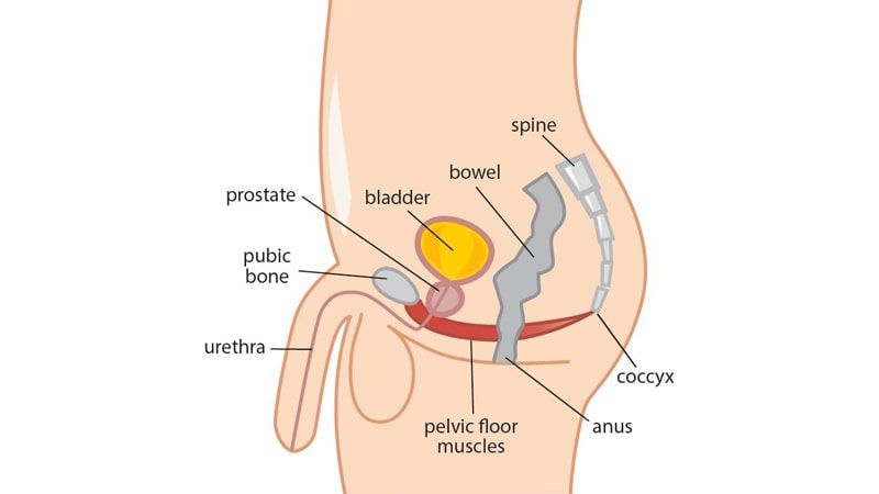 Benefits And Best Kegel Exercises For Men - The Wellness Corner