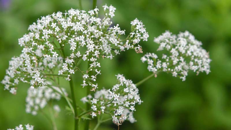 These Houseplants Can Promote Better Sleep! - The Wellness Corner